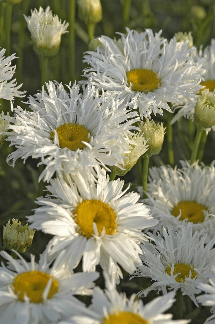 'Crazy Daisy' Shasta Daisy - Leucanthemum x superbum from Paradise Acres Garden Center