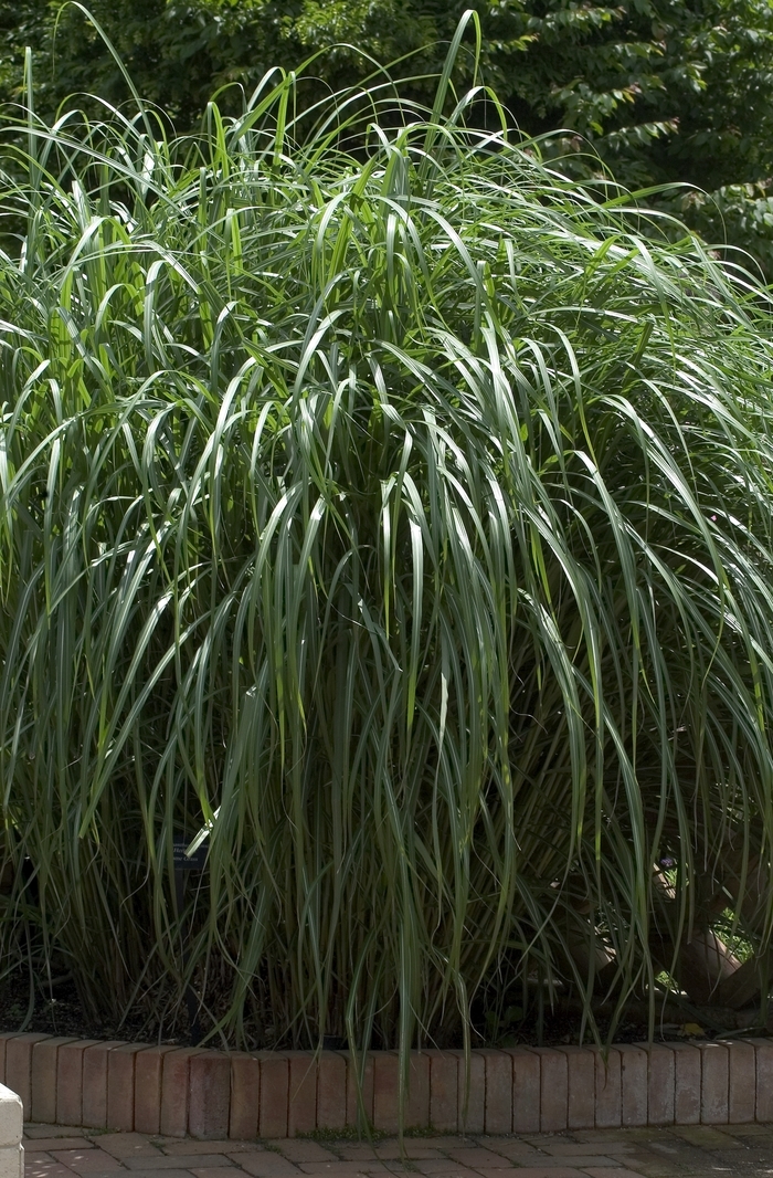 'Hercules' Hercules Flame grass - Miscanthus sinensis from Paradise Acres Garden Center