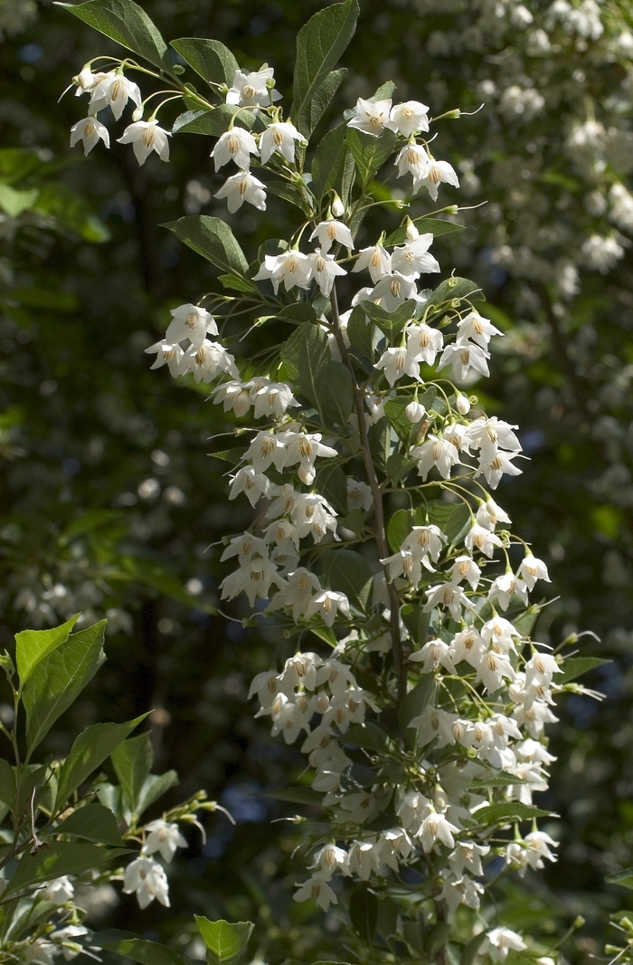 Japanese Snowbell - Styrax japonicus from Paradise Acres Garden Center