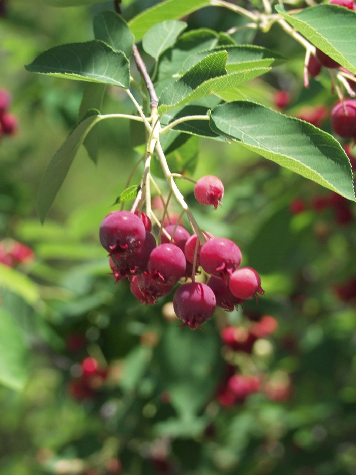 'Autumn Brilliance™' Serviceberry - Amelanchier x grandiflora COPY from Paradise Acres Garden Center