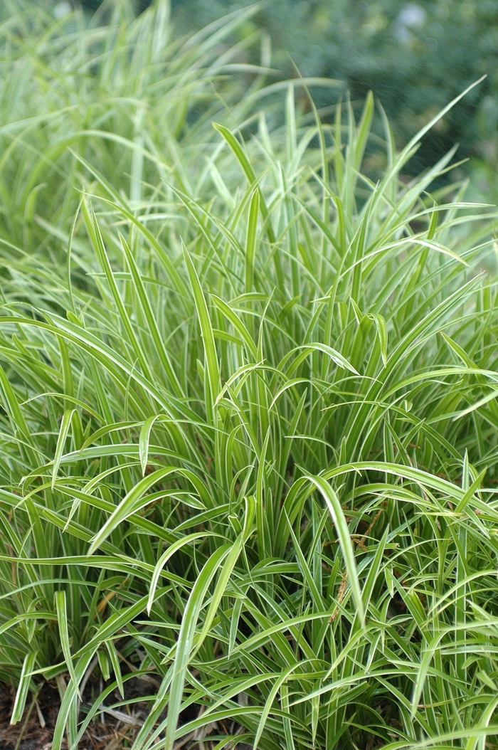 'Ice Dance' Japanese Sedge - Carex morrowii from Paradise Acres Garden Center