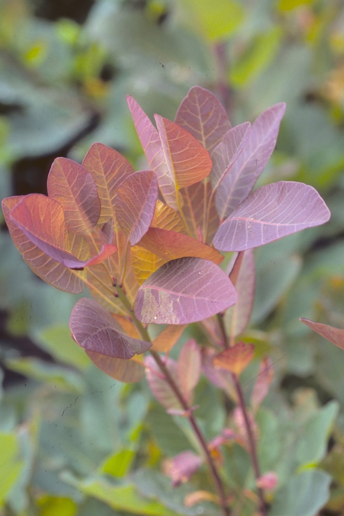 'Grace' Purple Smoke Tree - Cotinus from Paradise Acres Garden Center