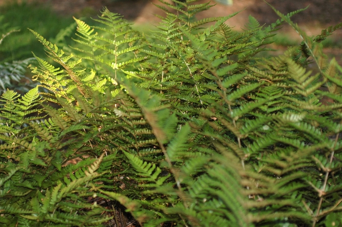 Autumn Fern - Dryopteris erythrosora from Paradise Acres Garden Center