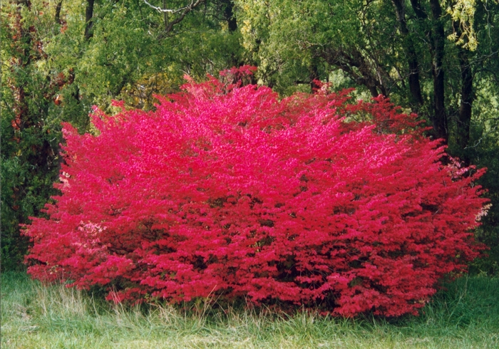 'Compactus' Winged Burning Bush - Euonymus alatus from Paradise Acres Garden Center