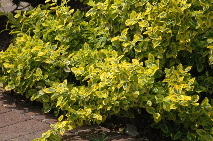 ''Emerald n'' Gold'' Wintercreeper Euonymus - Euonymus fortunei from Paradise Acres Garden Center