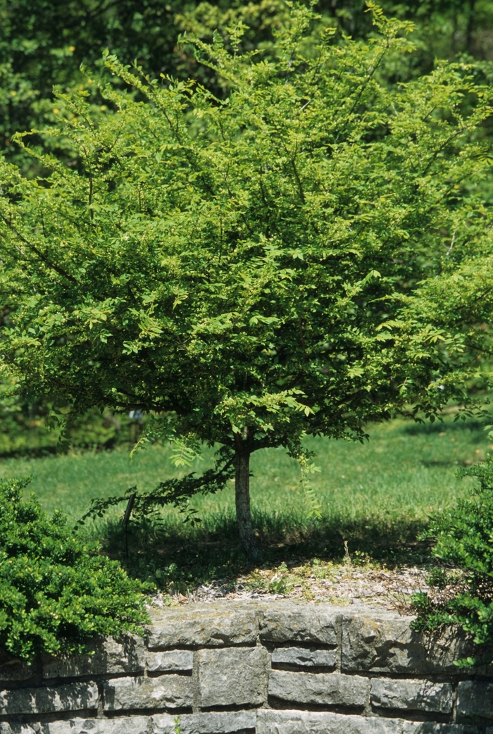 Burning Bush - Euonymus alatus from Paradise Acres Garden Center