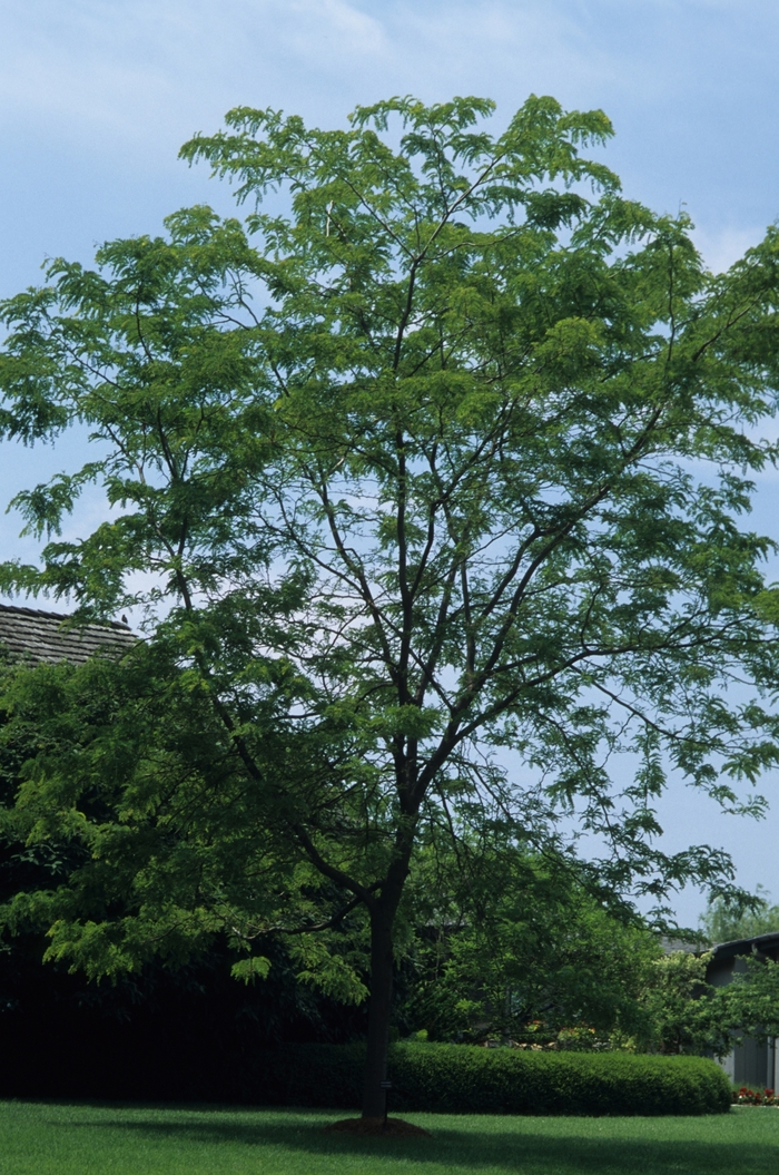 'Sunburst®' Honeylocust - Gleditsia triacanthos var. inermis from Paradise Acres Garden Center