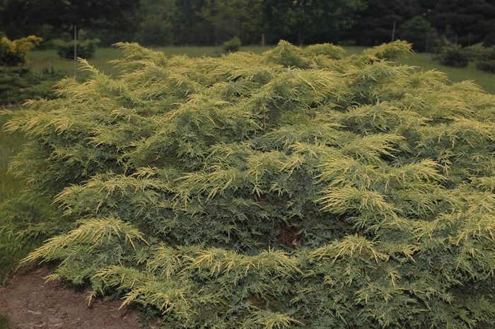 'Gold Star' Juniper - Juniperus chinensis from Paradise Acres Garden Center