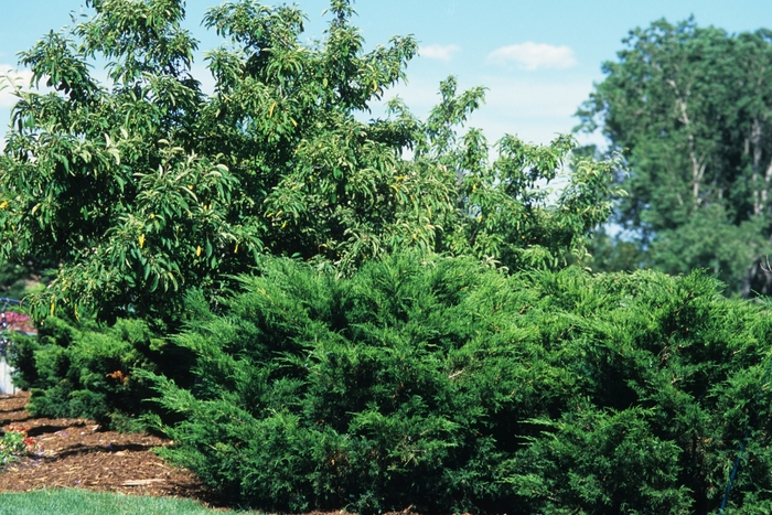 'Sea Green' Juniper - Juniperus chinensis from Paradise Acres Garden Center