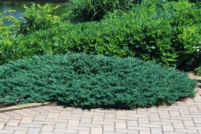 'Blue Chip' Juniper - Juniperus horizontalis from Paradise Acres Garden Center