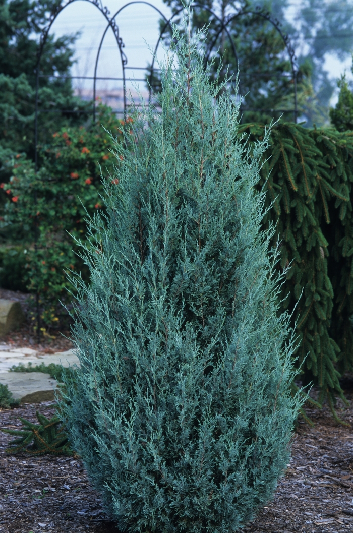 'Wichita Blue' Juniper - Juniperus scopulorum from Paradise Acres Garden Center