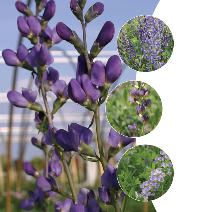 False Indigo, Assorted - Baptisia from Paradise Acres Garden Center