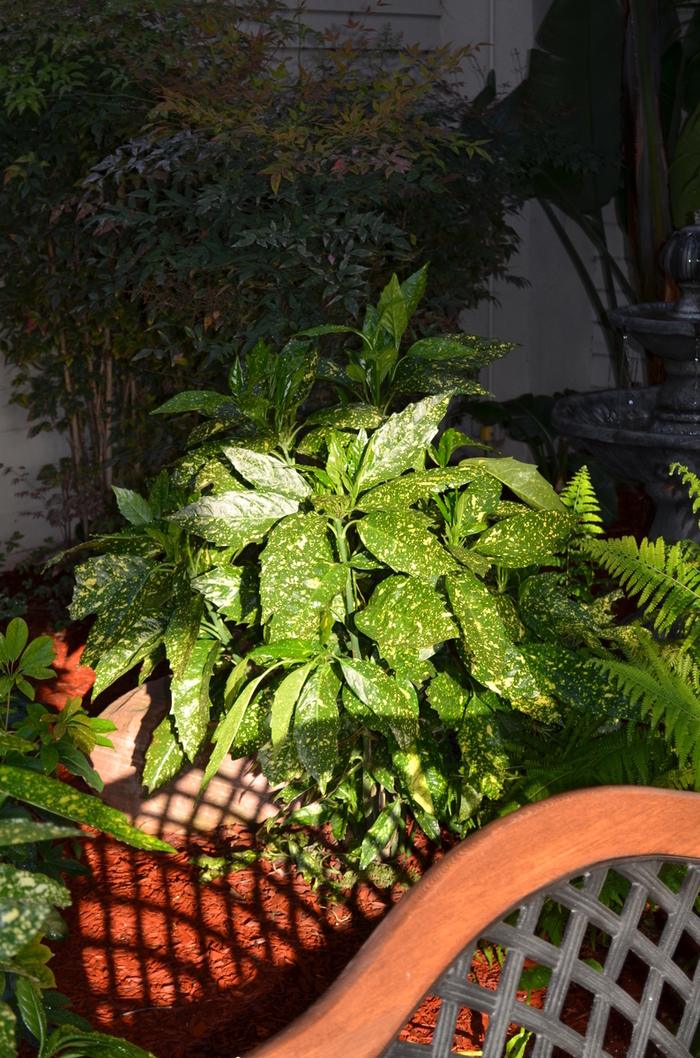 'Gold Dust' Gold Dust Aucuba - Aucuba japonica from Paradise Acres Garden Center