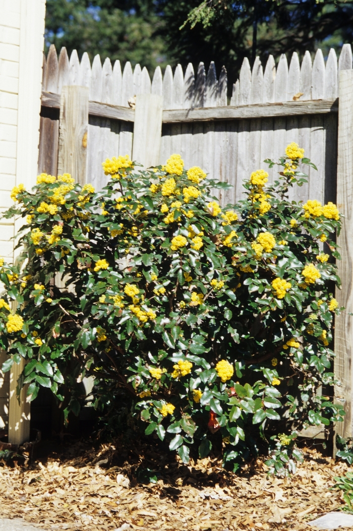 Oregon Grape - Mahonia aquifolium from Paradise Acres Garden Center