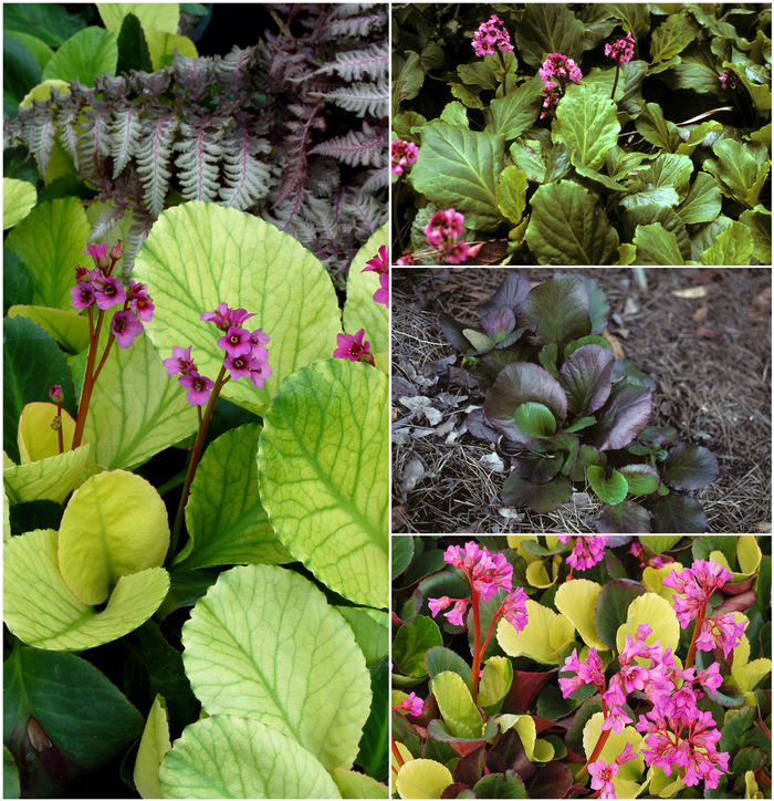 Assorted, Pigsqueak - Bergenia from Paradise Acres Garden Center