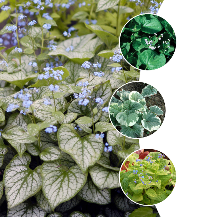 'Multiple Varieties' Siberian bugloss - Brunnera from Paradise Acres Garden Center