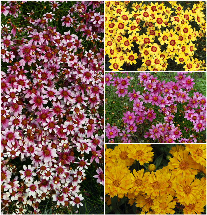 'Multiple Varieties' - Coreopsis from Paradise Acres Garden Center