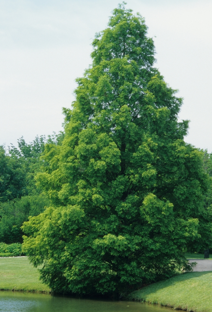 Dawn Redwood - Metasequoia glyptostroboides from Paradise Acres Garden Center