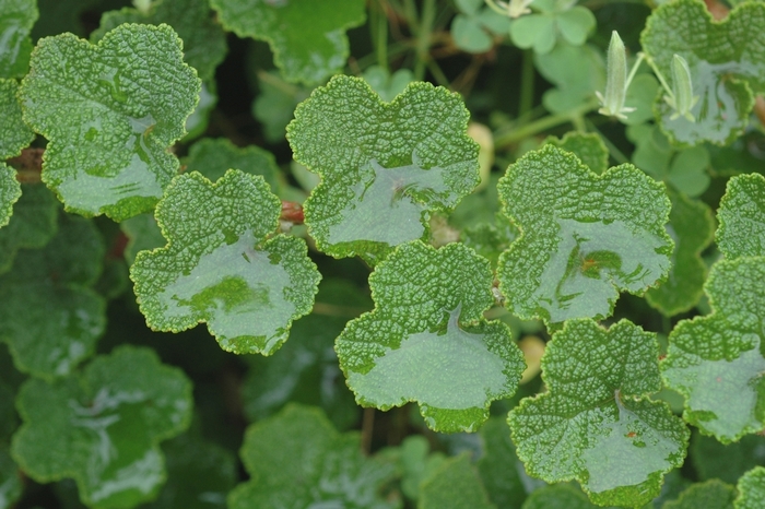 Creeping Raspberry - Rubus calycinoides from Paradise Acres Garden Center
