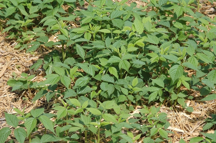 'Heritage' Raspberry - Rubus idaeus var. strigosus from Paradise Acres Garden Center