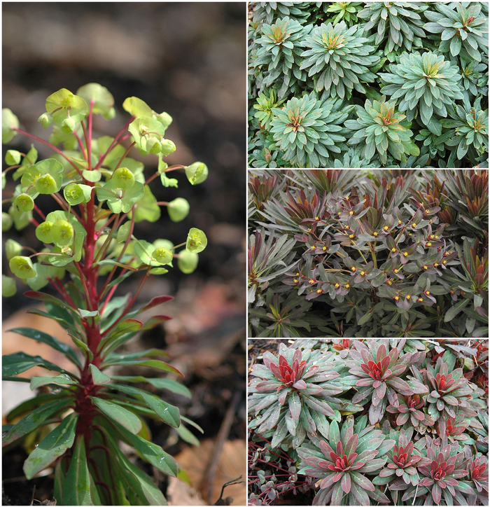 'Multiple Varieties' Spurge - Euphorbia from Paradise Acres Garden Center