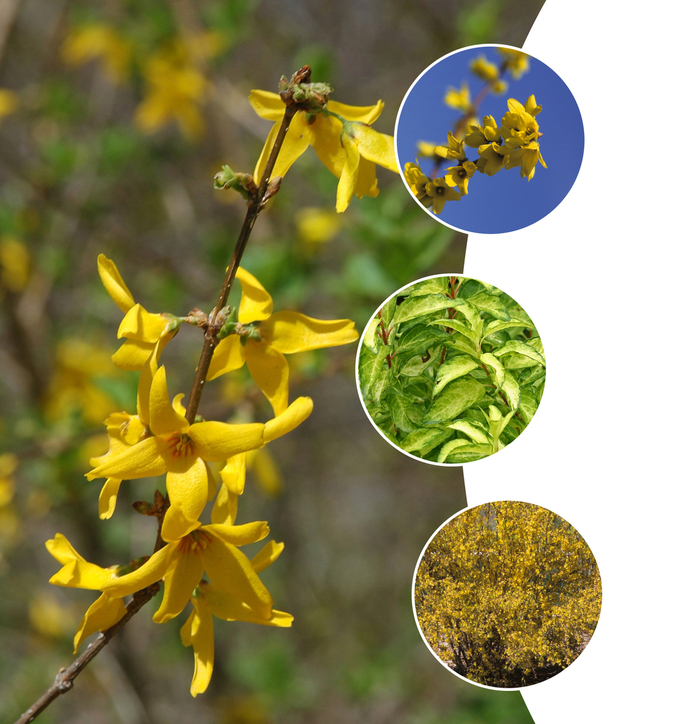 Forsythia Multiple Varieties - Forsythia from Paradise Acres Garden Center