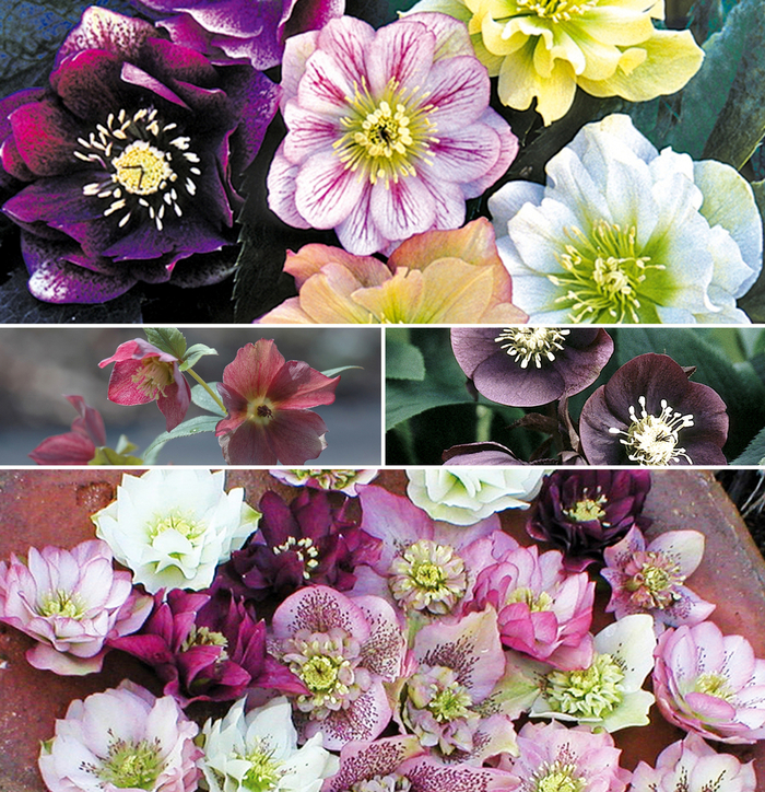 'Multiple Varieties' Lenten Rose - Helleborus from Paradise Acres Garden Center