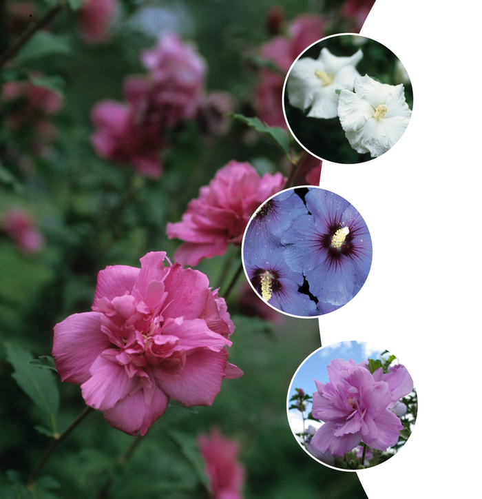 'Multiple Varieties' Rose of Sharon - Hibiscus syriacus from Paradise Acres Garden Center