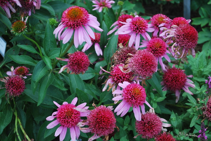 Double Scoop&trade; 'Bubblegum' - Echinacea (Coneflower) from Paradise Acres Garden Center
