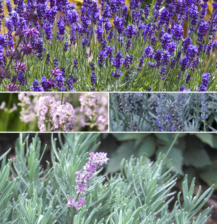 'Multiple Varieties' Lavender - Lavandula from Paradise Acres Garden Center