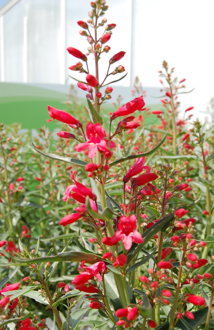 'Red Riding Hood' Beardtongue - Penstemon schmidel from Paradise Acres Garden Center