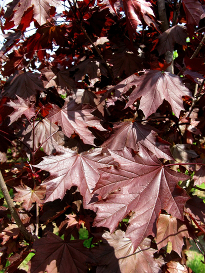 'Royal Red' Norway Maple - Acer platanoides from Paradise Acres Garden Center