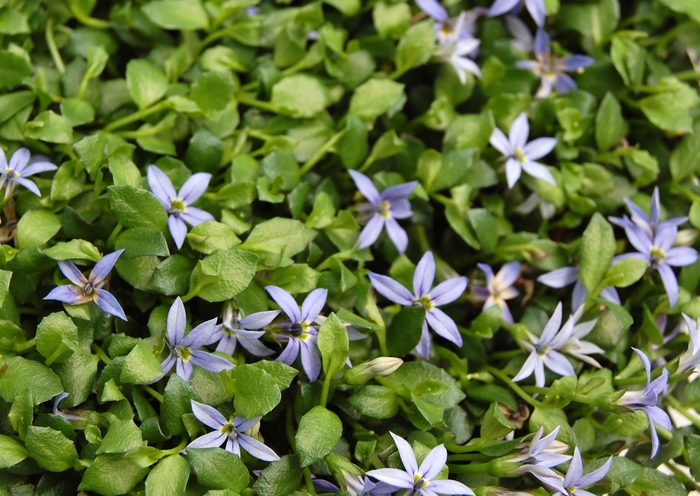 'County Park' - Pratia pedunculata from Paradise Acres Garden Center