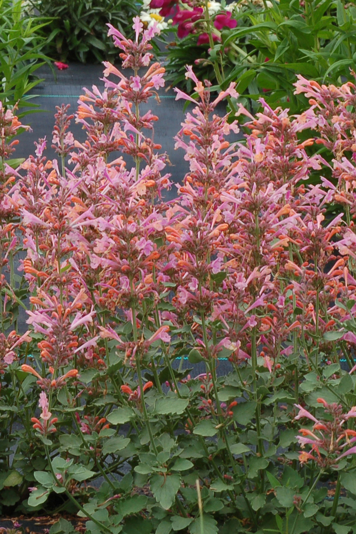 Kudos™ 'Ambrosia' - Agastache (Hummingbird mint) from Paradise Acres Garden Center