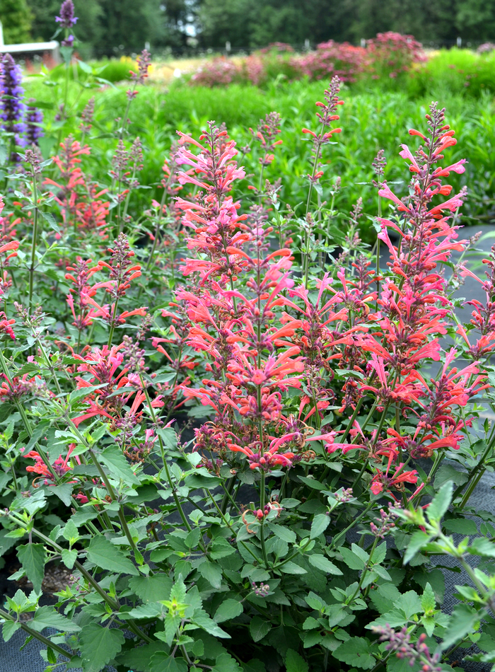 Kudos™ 'Coral' - Agastache (Hummingbird mint) from Paradise Acres Garden Center