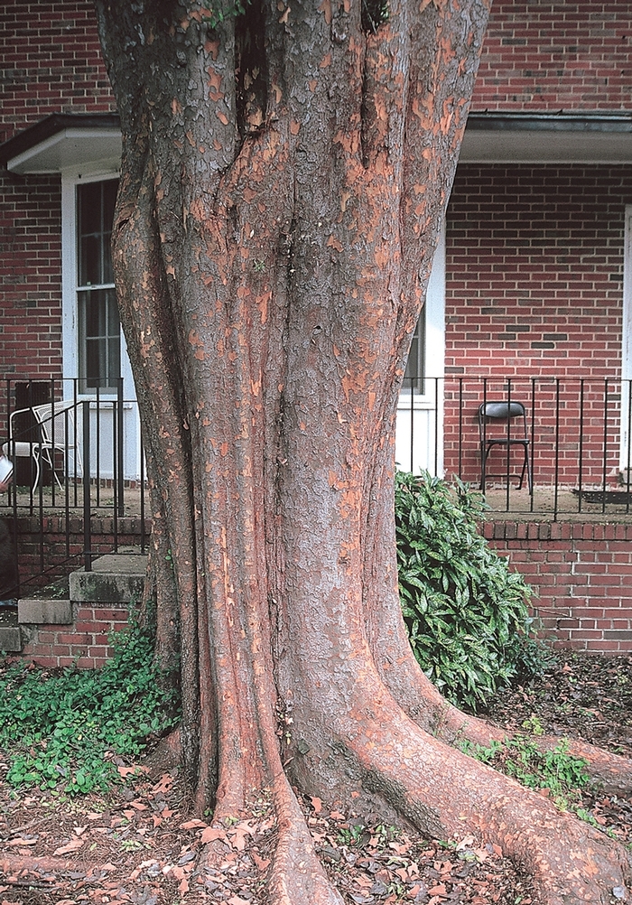 'Allee®' Chinese Elm - Ulmus parvifolia from Paradise Acres Garden Center