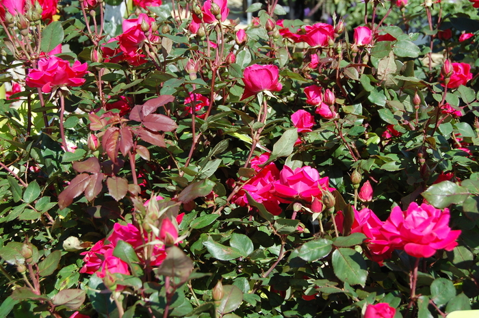 Knock Out® Pink Double - Rosa (Shrub Rose) COPY from Paradise Acres Garden Center