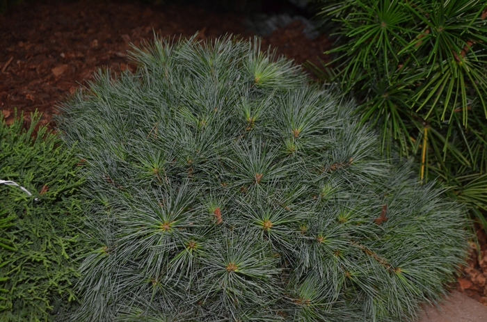 'Blue Shag' Dwarf Eastern White Pine - Pinus strobus from Paradise Acres Garden Center