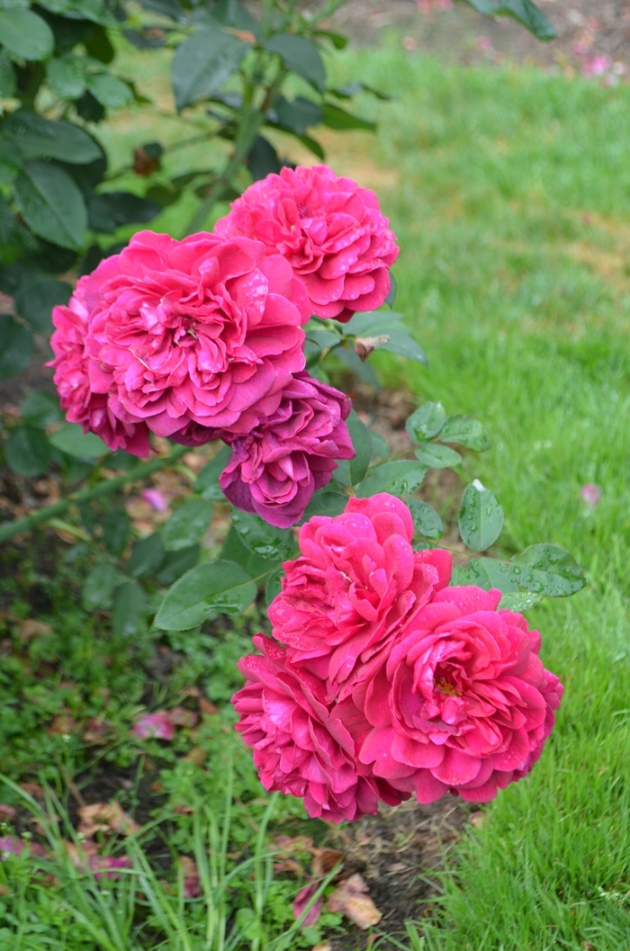 'Darcey Bussell' Shrub Rose - Rosa from Paradise Acres Garden Center