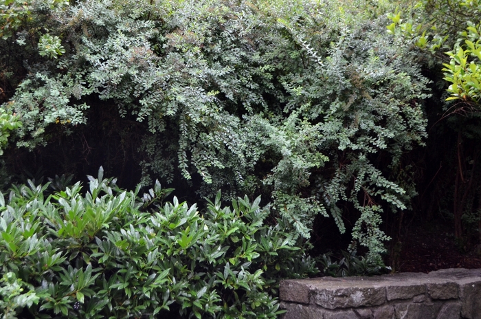 'Snowmound' Spirea - Spiraea nipponica from Paradise Acres Garden Center