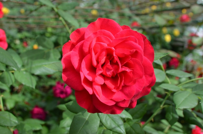 'Europeana' Rose - Rosa from Paradise Acres Garden Center