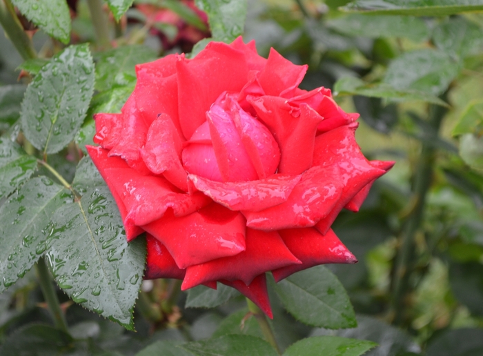 'Ingrid Bergman&trade;' Hybrid Tea Rose - Rosa from Paradise Acres Garden Center