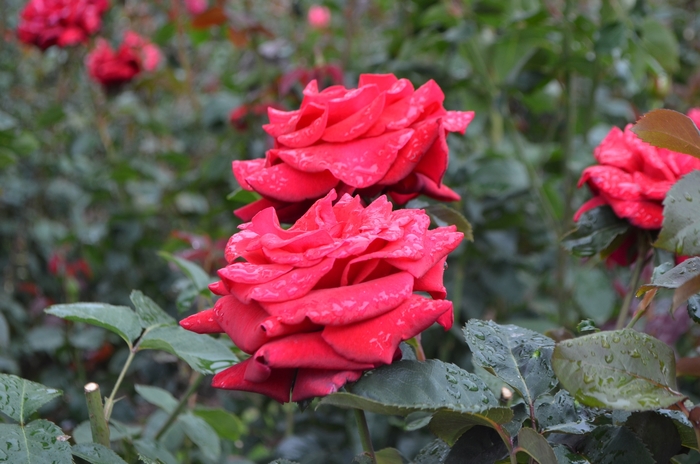'Firefighter' Rose - Rosa from Paradise Acres Garden Center