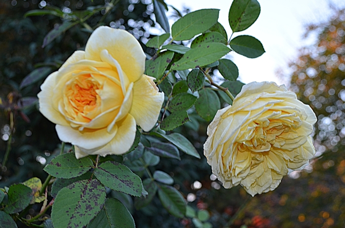 'Teasing Georgia&trade;' Shrub Rose - Rosa from Paradise Acres Garden Center