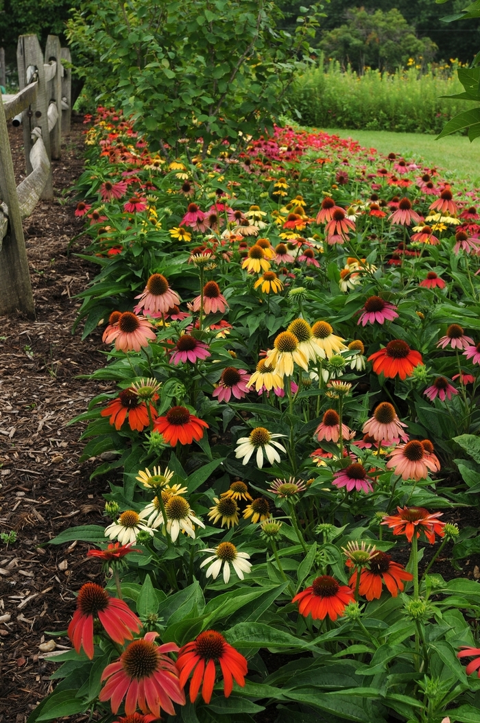 'Cheyenne Spirit' Coneflower - Echinacea from Paradise Acres Garden Center