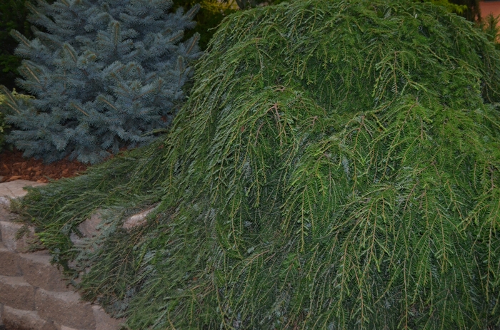 'Cole's Prostrate' Canadian Hemlock - Tsuga canadensis from Paradise Acres Garden Center