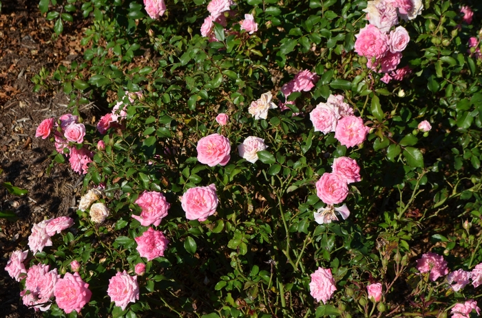 'Sweet Drift&reg;' Rose - Rosa from Paradise Acres Garden Center