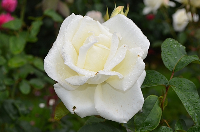 'Honor' Hybrid Tea Rose - Rosa from Paradise Acres Garden Center