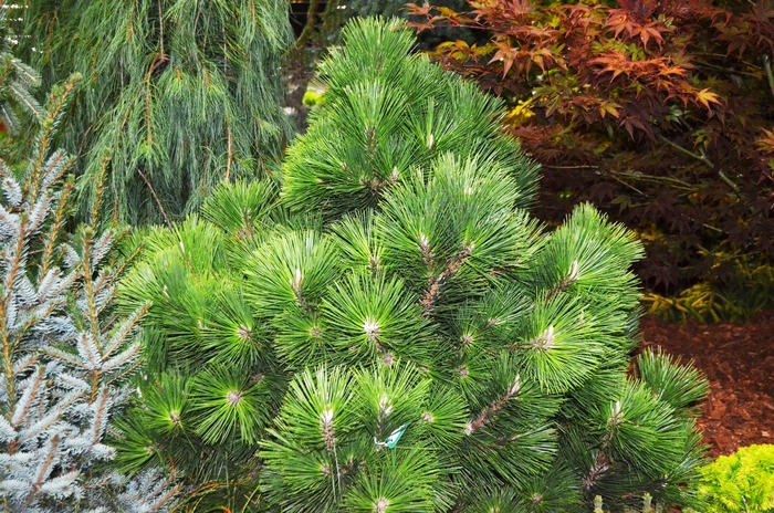 'Thunderhead' Dwarf Japanese Black Pine - Pinus thunbergii from Paradise Acres Garden Center
