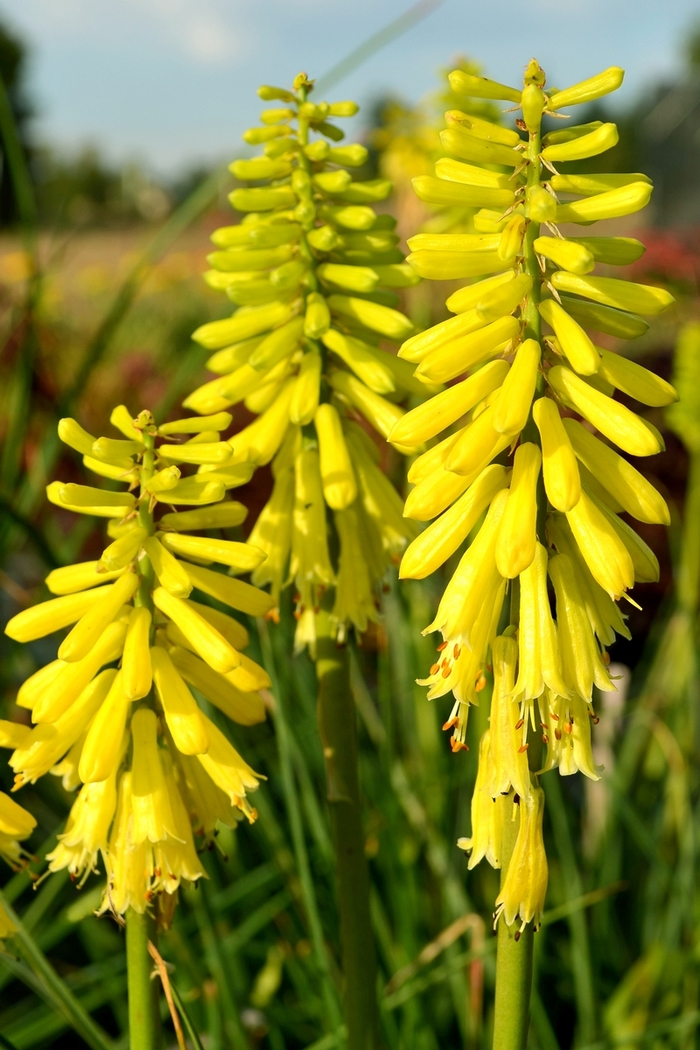 Popsicle&trade; Lemon - Kniphofia (Red Hot Poker) from Paradise Acres Garden Center